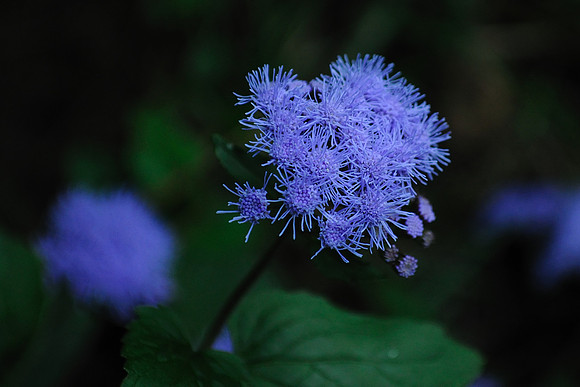 Blue Flower