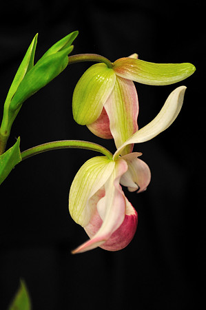 Orchid Show_041