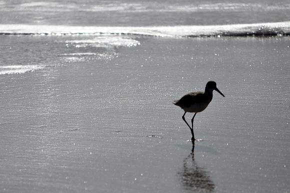Bird on the Beach