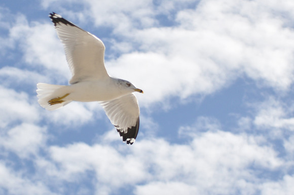 Seagull in the Clouds