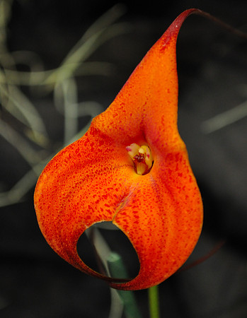 Orchid Show_061c